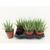 arr8 Aloe Arborescens