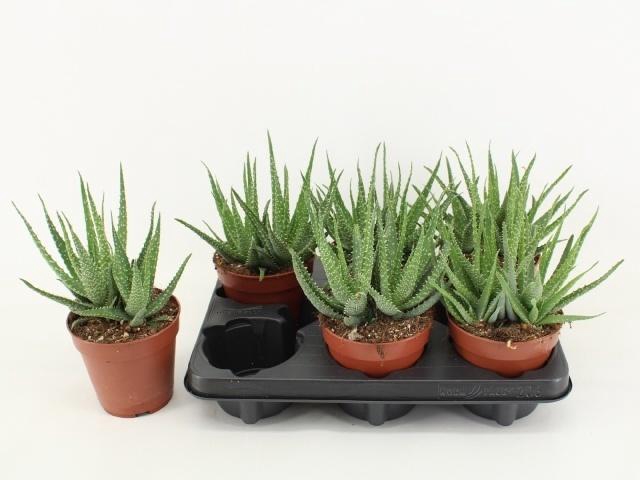 Aloe Arborescens