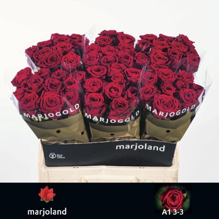 <h4>RS GR RED NAOMI</h4>