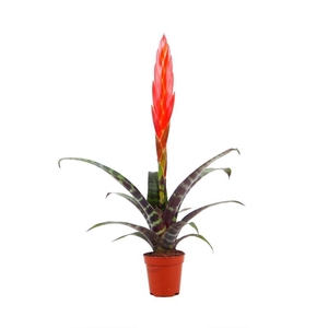 Vriesea Era mini