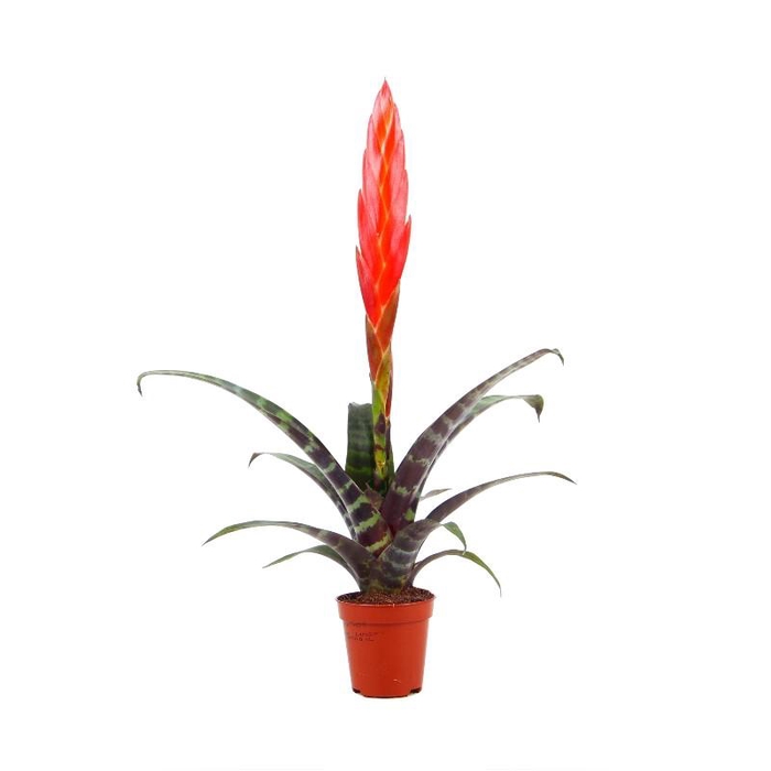 <h4>Vriesea Era mini</h4>