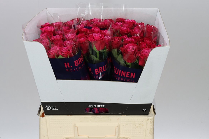 <h4>Rosa Gr Suzanne</h4>