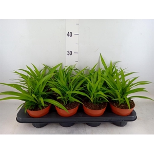 Chlorophytum com. 'Lemon'