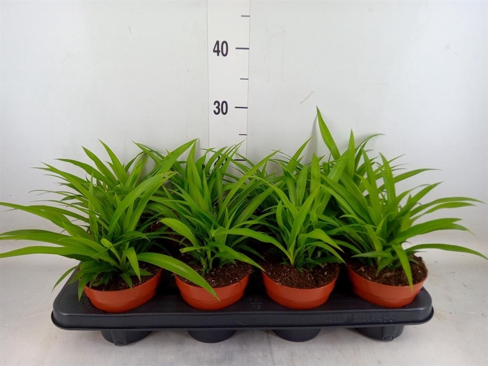 <h4>Chlorophytum com. 'Lemon'</h4>