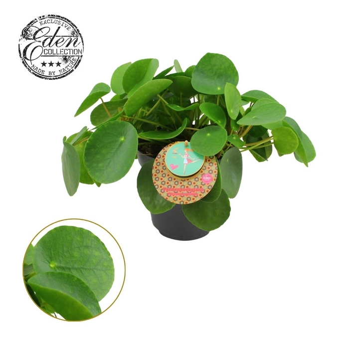 <h4>Pilea Peperomioides 15cm Nederlands etiket</h4>