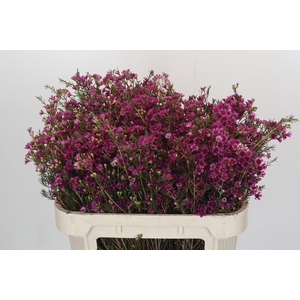Chamelaucium 'Nina's Delight'