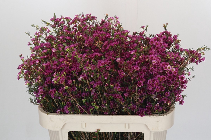 <h4>Chamelaucium 'Nina's Delight'</h4>