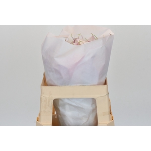 Zantedeschia Eydolls Purple White