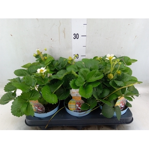 Fragaria   ...