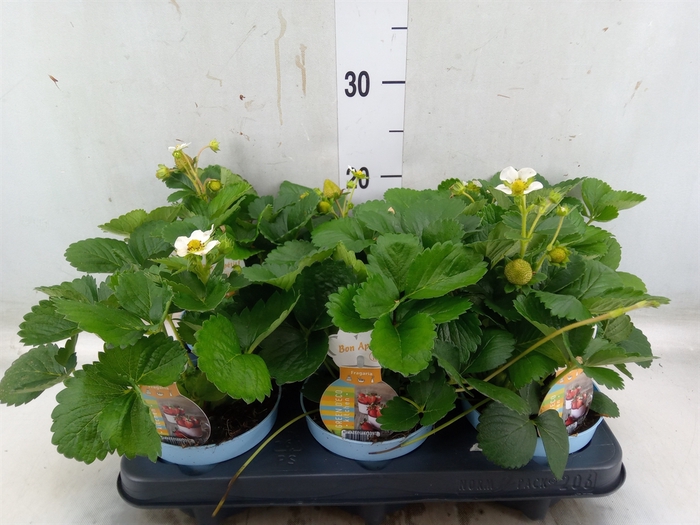 <h4>Fragaria   ...</h4>