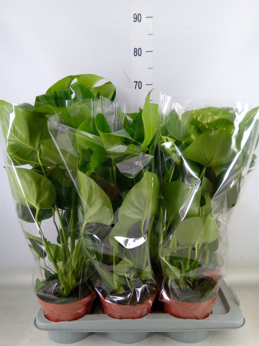 <h4>Monstera delic.</h4>