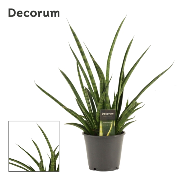 <h4>Sansevieria Tiger crown 14 cm (Decorum)</h4>