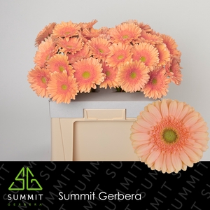 Gerbera Pre-Extase Water