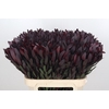 Leucadendron Saf Sunset Dark R.