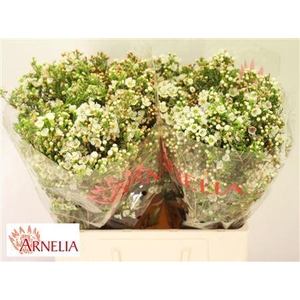 Chamelaucium White Dawn Pearl 60cm 35gr