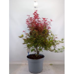 Acer palmatum 'Shaina'