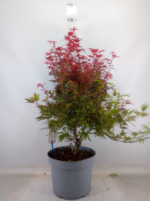 <h4>Acer palmatum 'Shaina'</h4>