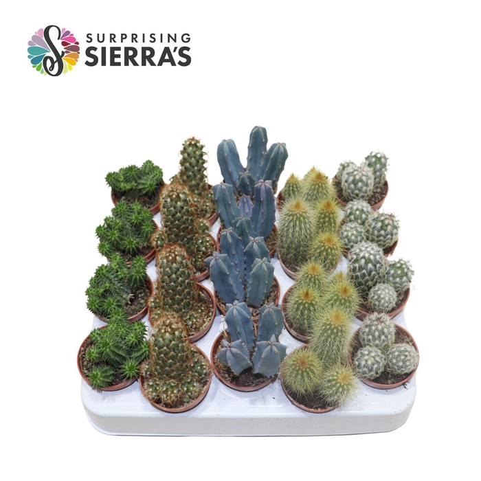 <h4>Sierra's® - Granada Cactus Mix (Prime)</h4>