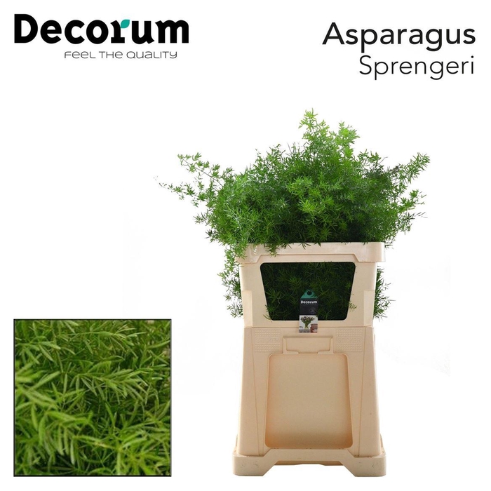 <h4>Asparagus densiflorus 'Sprengeri'</h4>