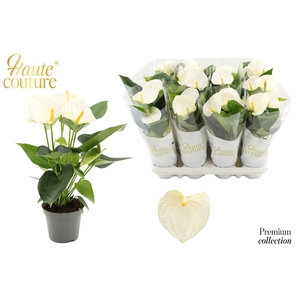 Anthurium 9 cm Cocos in Haute Couture sleeve
