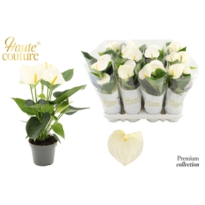 Anthurium 9 cm Cocos in Haute Couture sleeve