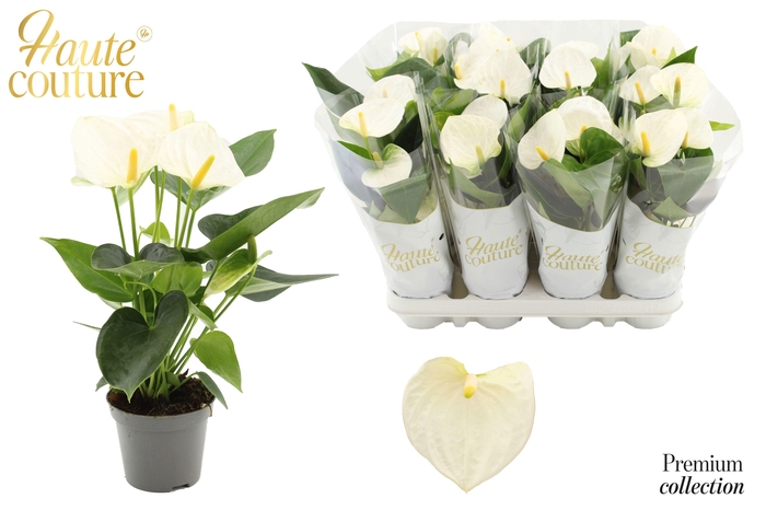 <h4>Anthurium 9 cm Cocos in Haute Couture sleeve</h4>