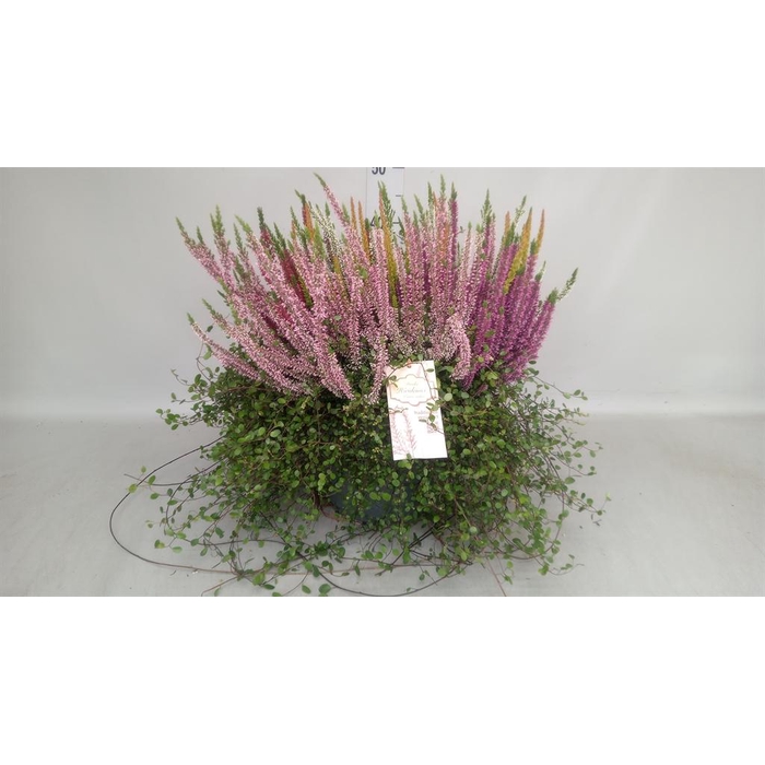 <h4>Calluna vulg. ...</h4>