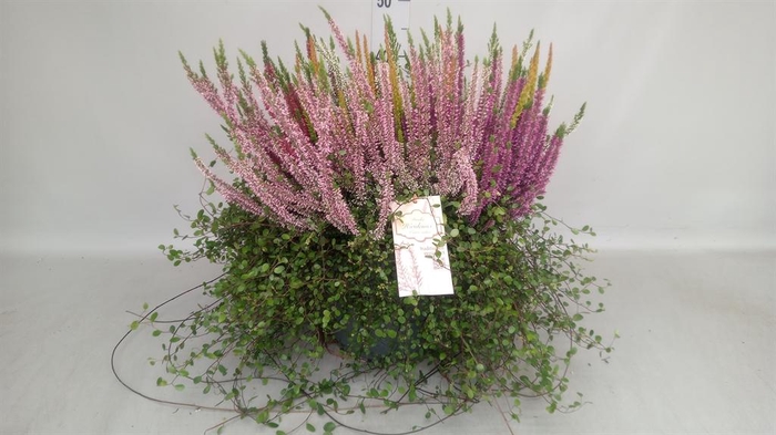 Calluna vulg.   ...