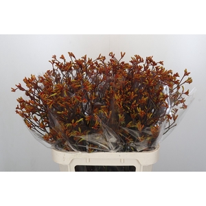 Anigozanthos Bush Sunset