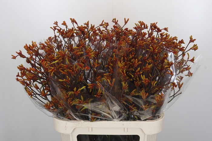 Anigozanthos Bush Sunset