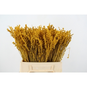 PF Lavender Bs Yellow