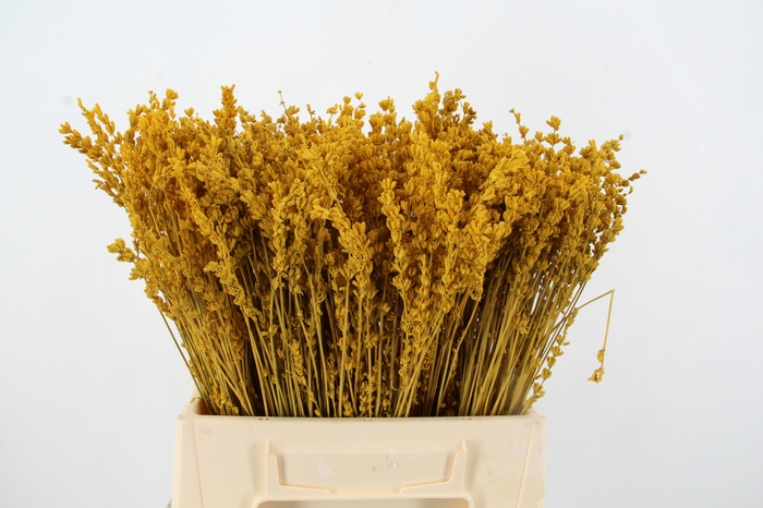 <h4>PF Lavender Bs Yellow</h4>