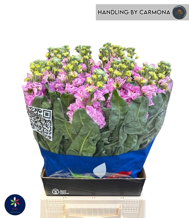 <h4>MATTH IRON PINK</h4>