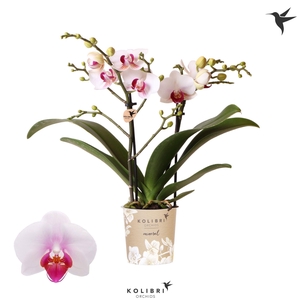 Kolibri Orchids Phalaenopsis Gibraltar 2 spike