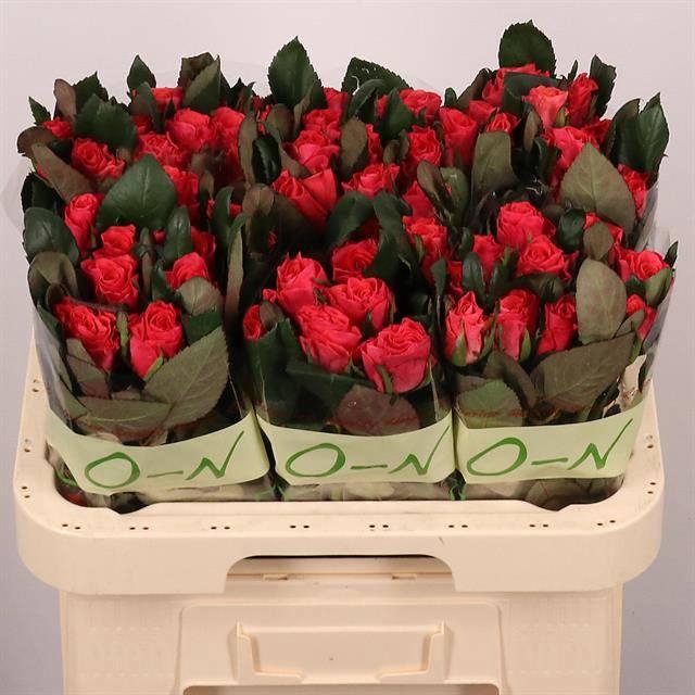 <h4>R GR PINK TACAZZI+</h4>