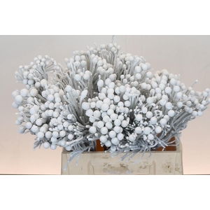Kaaps Groen Silver Brunia White