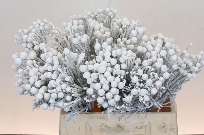 <h4>Cape Green Silver Brunia White</h4>