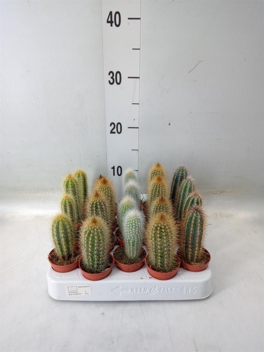 <h4>Cactus   ...mix</h4>