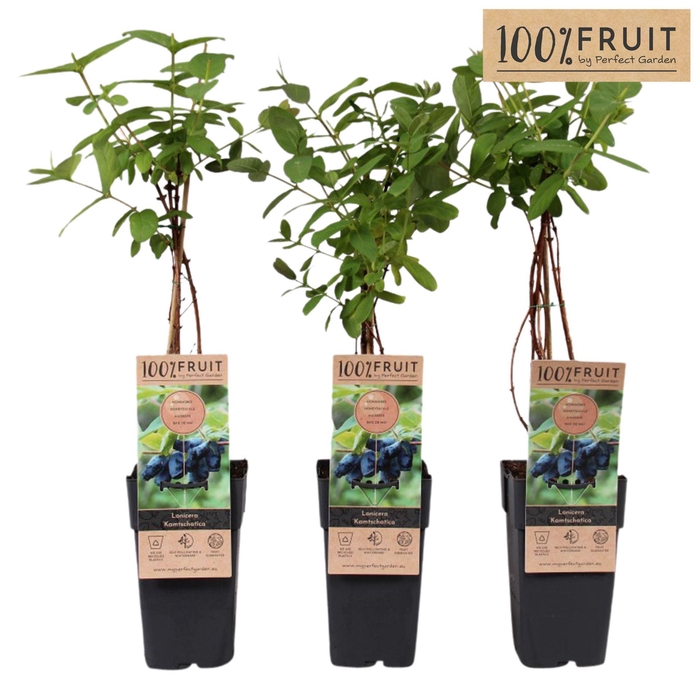 <h4>Lonicera</h4>