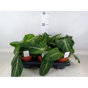 Anthurium   ...
