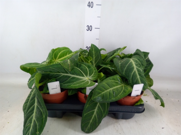<h4>Anthurium   ...</h4>