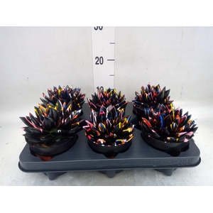 Echeveria  'Miranda'