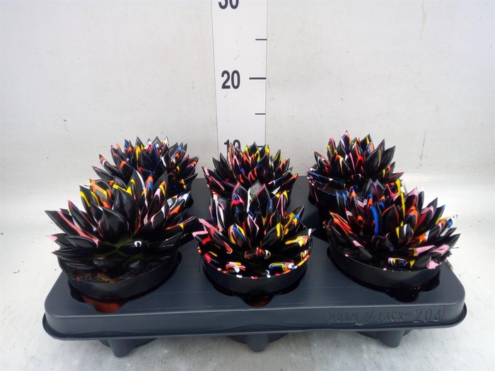 <h4>Echeveria  'Miranda'</h4>