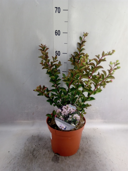 <h4>Lagerstroemia indica</h4>