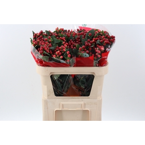 Hyp True Rom XL Spray