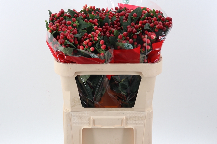 <h4>Hyp True Rom XL Spray</h4>