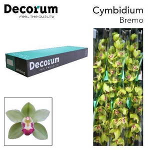 CYMB T BREMO Decorum 80cm.