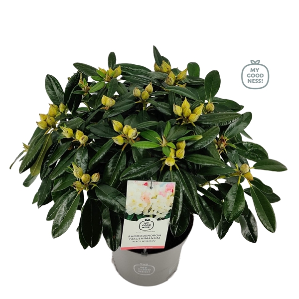 <h4>Rhododendron 40-50 /5 liter 'Percy Wiseman'</h4>