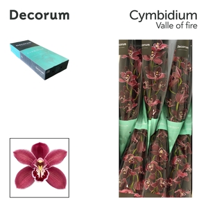 CYMB T VALLE OF FIRE Decorum 80cm