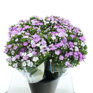 Di Barb Amazon Pink Super